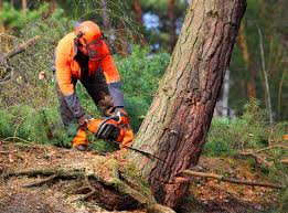 How Our Tree Care Process Works  in  Haviland, NY