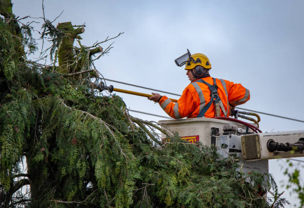 Best Hazardous Tree Removal  in Haviland, NY