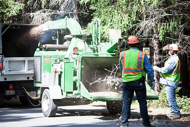 Best Tree Risk Assessment  in Haviland, NY